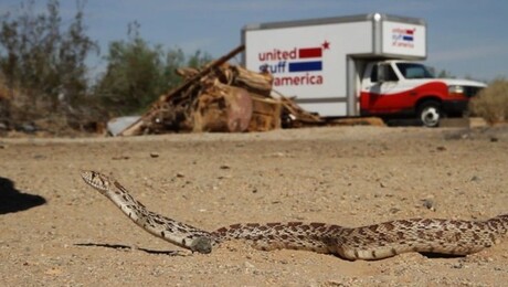 United Stuff of America